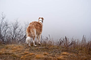 Obraz premium red dog of the Russian greyhound breed stands on the edge of a cliff and looks into the fog, autumn, background