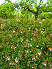 アベリア咲く初夏の公園風景