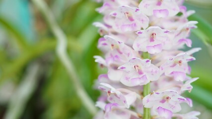 Close up of pink Rhynchostylis gigantea orchid flowers with blurred green background