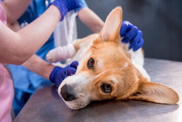 Veterinarian team bandages the paw of a sick Corgi dog