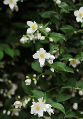 white flowers in the garden