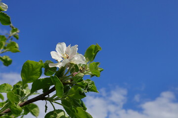 Apple flowers during spring or early summer. Nice weather outside. Sky and some clouds. Close up and isolated. Copy space for extra text. Uppsala, Sweden, Europe. 