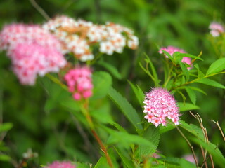 初夏の公園に咲く下野の花