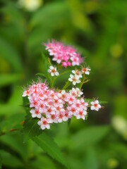 初夏の公園に咲く下野の花