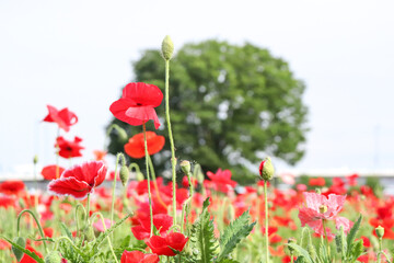 Obraz premium ポピー 赤い 草花 ガーデン 群生 大きな木 公園 森林 美しい 可憐 綺麗 さわやか 春