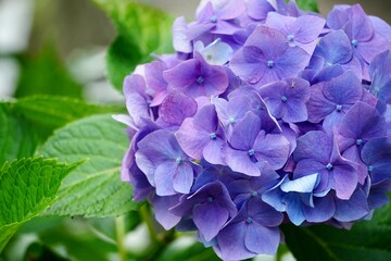 紫陽花のクローズアップ写真