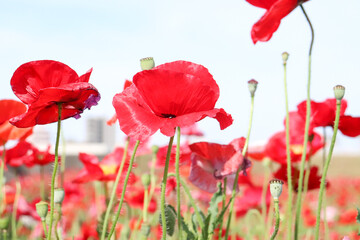 Obraz premium ポピー 赤い花 群生 花畑 ガーデン 春 グリーン 蕾 自然 レッド 美しい 可憐 綺麗 さわやか 満開