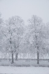 Snow covered trees. Winter landscape, snowy blizzard.