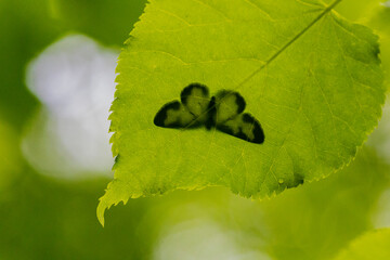 A moth sits on a green leaf and makes a nice silhouette when the picture is taken from below