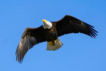 Zelfklevend Fotobehang american bald eagle © Steven