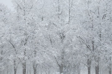 Snow covered trees. Winter landscape, snowy blizzard.