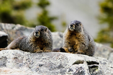 marmot in the snow