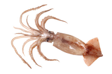 Fresh squid isolated on white background 