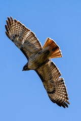 osprey in flight