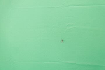 A small flying insect on a bright green teal canvas textured surface with creases
