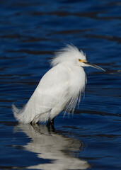 great heron