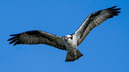 pelican in flight