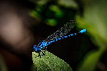 blue dragonfly on a green leaf