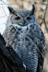 great horned owl