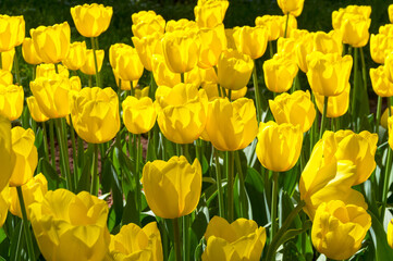 Obraz premium Beautiful yellow tulips