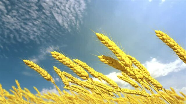 gold field of rye or wheat spikelets on cloudy sky backdrop