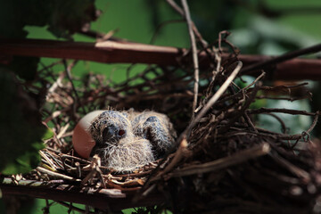 The baby bird has just hatched from the egg.Zebra dove.Geopelia striata.