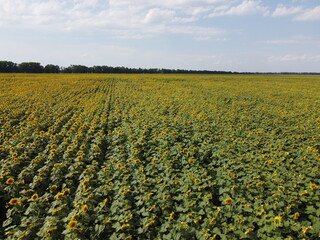 A picturesque field of sunflowers under a blue sky, aerial view. A farm field on a hot summer day, landscape.