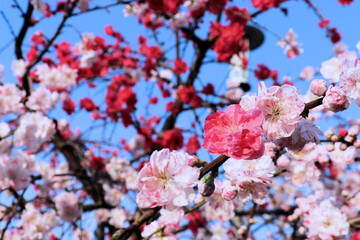 Blooming Sakura trees in Tokyo