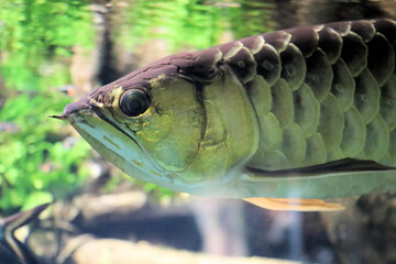Tranquil Arowana fish in clean water