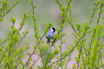 Male Reed Bunting in a Bush at a Nature Reserve in County Durham, England, UK.