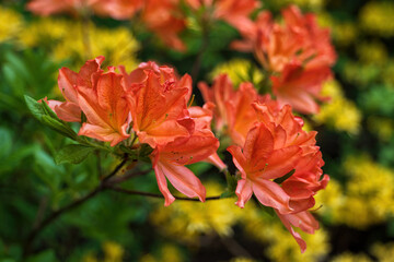 Flowers Of Rhododendron Juanita Deciduous Azalea