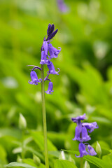 Close up image of a Bluebell Plant. County Durham, England, UK.