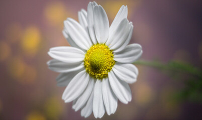 Obraz premium daisy flower closeup