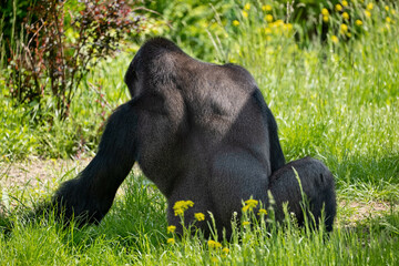 Western Lowland Gorilla In The Meadow © Artur Bogacki
