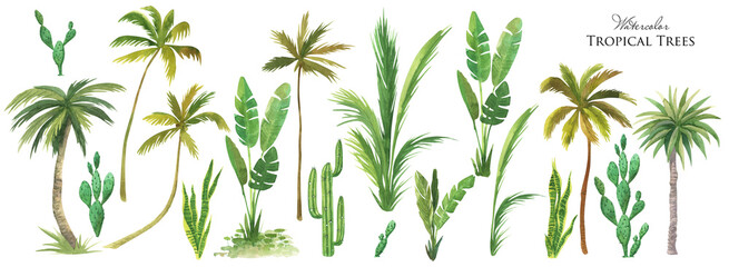 Watercolor tropical tree set. Green palm leaves, cactus plants, Succulents bush