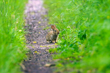 Fototapeta premium A Young Wild Rabbit sat on a Footpath, County Durham, England, UK.
