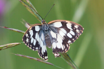 schmetterling