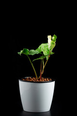  Syngonium Albo Variegata. White Variegation leaf.