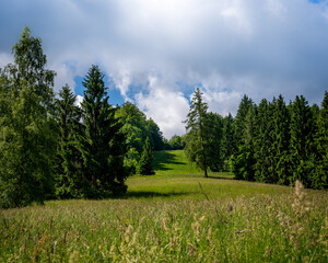 Spring meadow view in Austrian Alps