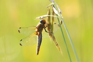 libelle