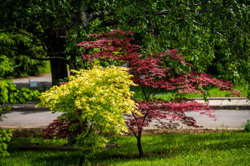 Yellow and red Japanese maple trees