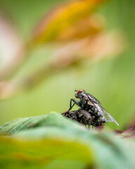 Macro photo of flies mating - selective focus