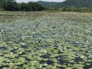 Lake with full of Lotus 