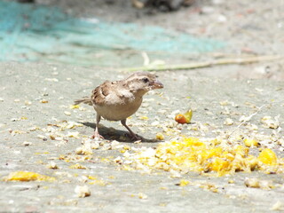 sparrow on the beach
