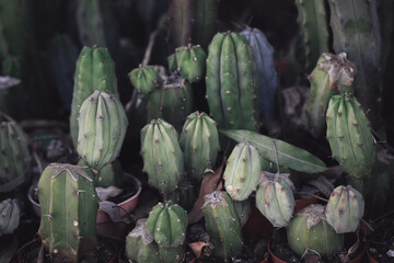 San Pedro cactus plant in nursery, dark background - obrazy, fototapety, plakaty