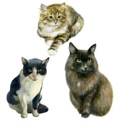 Watercolor illustration, set. Images of cats. Black, tabby and fluffy cats.