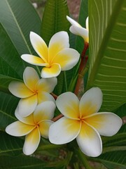 Fototapeta premium frangipani plumeria flower. 