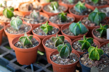 Small cactus seedlings in pots, blurred background