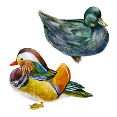 Watercolor illustration, set. An image of ducks. Mandarin duck hand-drawn in watercolor.