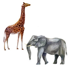 Watercolor illustration, set african tropical animals hand-drawn in watercolor. Elephant, giraffe.
